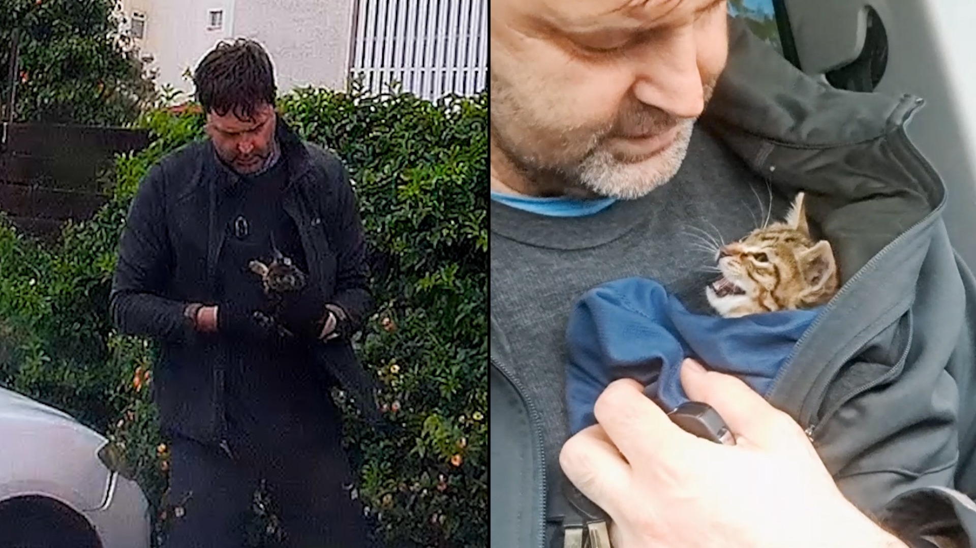 История кошечки по имени Хоши. Маленькая звездочка.