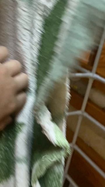 Показываю своих животных