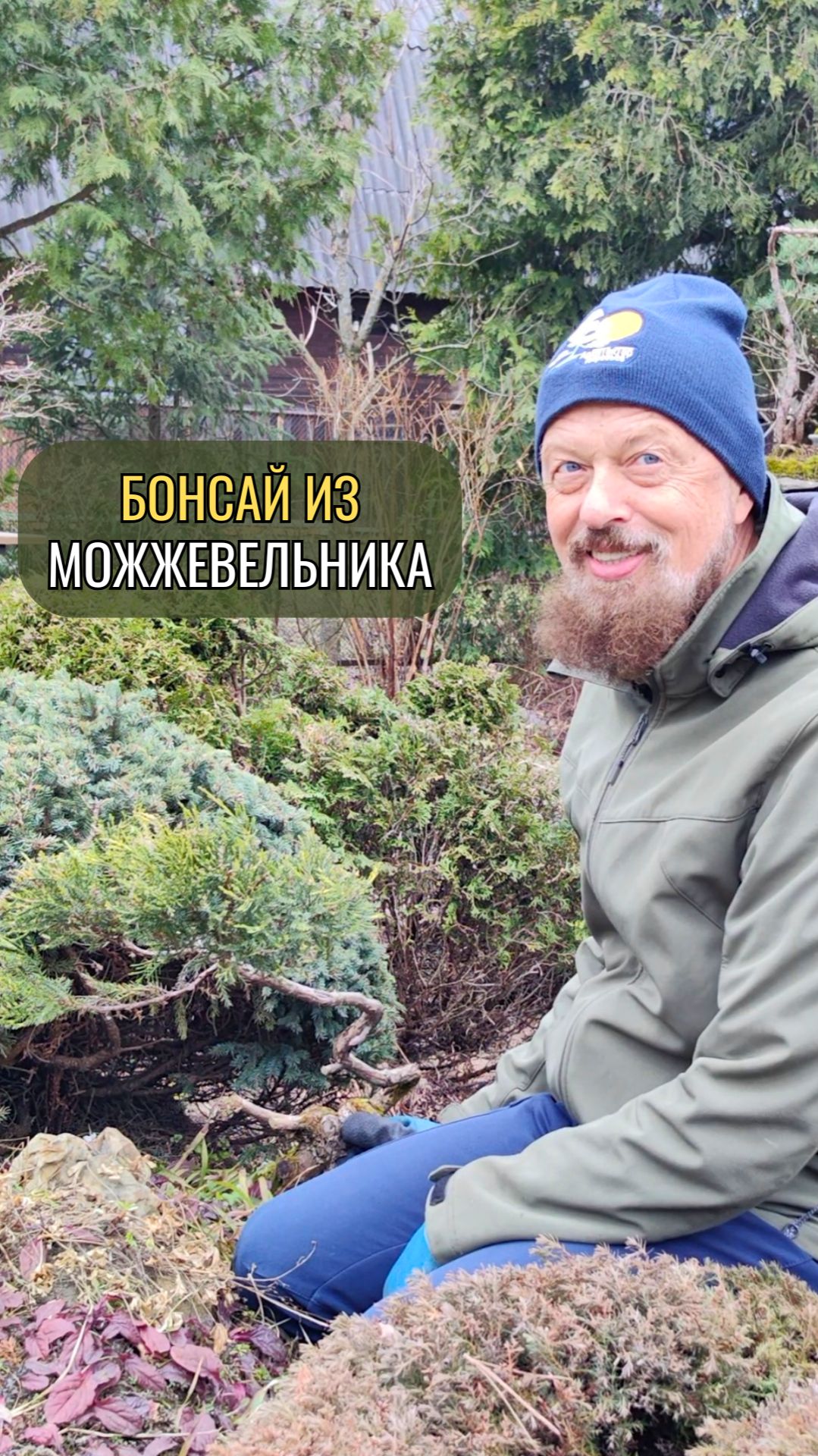 Бонсай из можжевельника