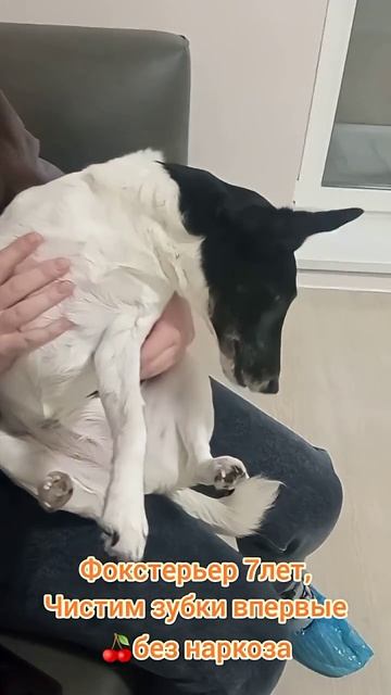 Фокстерьер 7 лет, чистим зубки впервые