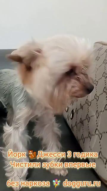 Йорк Джесси 3 годика, чистим зубки впервые
