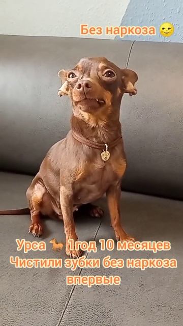 Урса  1год 10 месяцев, чистили зубки без наркоза впервые.