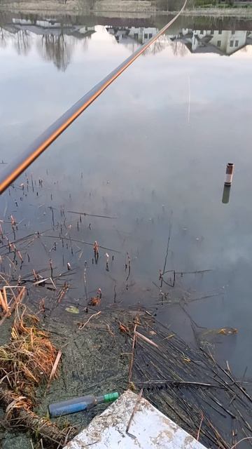 Dayo Boreas на закате дня