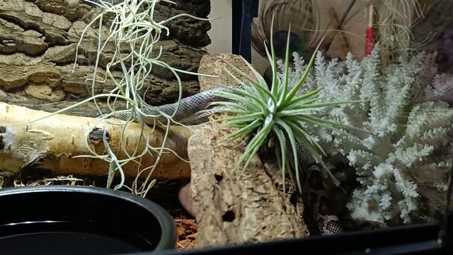 Маисовый полоз 9 месяцев. Полный процесс линьки.