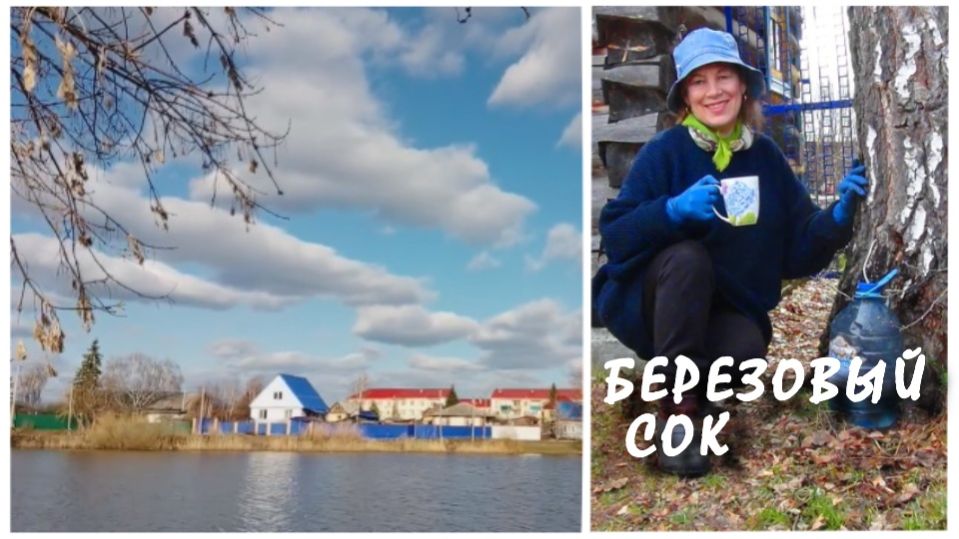 Собираю березовый сок  на даче. #Михалыч