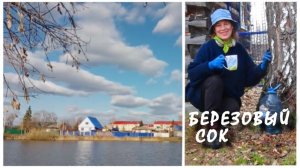 Собираю березовый сок  на даче. #Михалыч