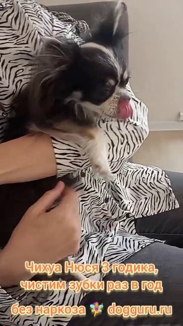 Чихуа Нюся 3 года, чистим зубки раз в год #собака
