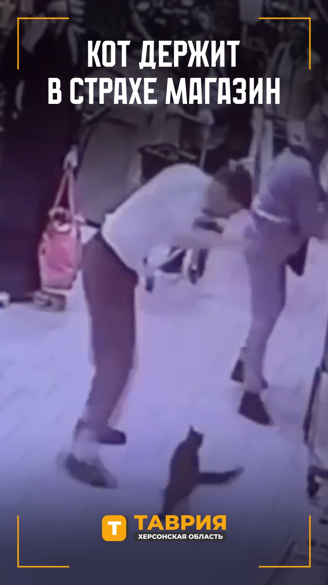 Кот держит в страхе магазин