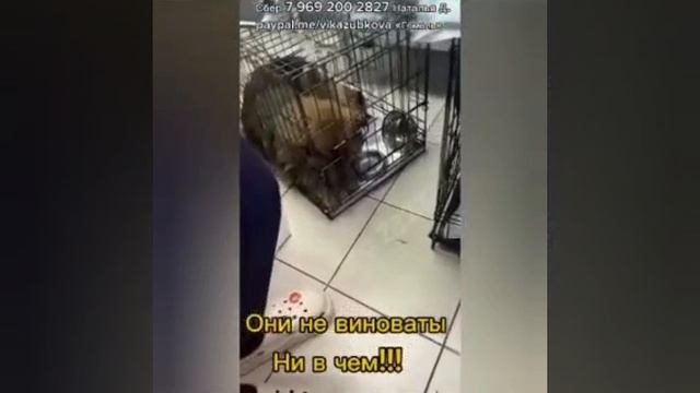 Совсем молоденькие, их жизнь не миловала(((
16 апреля 2026 года. . Волонтеры Гомеля продолжают...