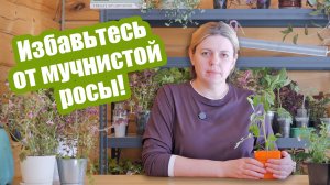 Мучнистая роса чем обработать растения для лечения и защиты