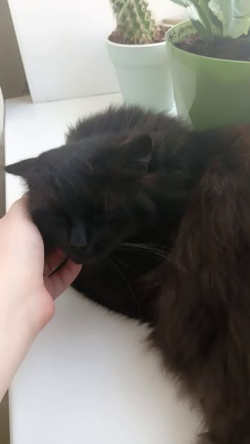 Песенка для кошачьего дневного сна