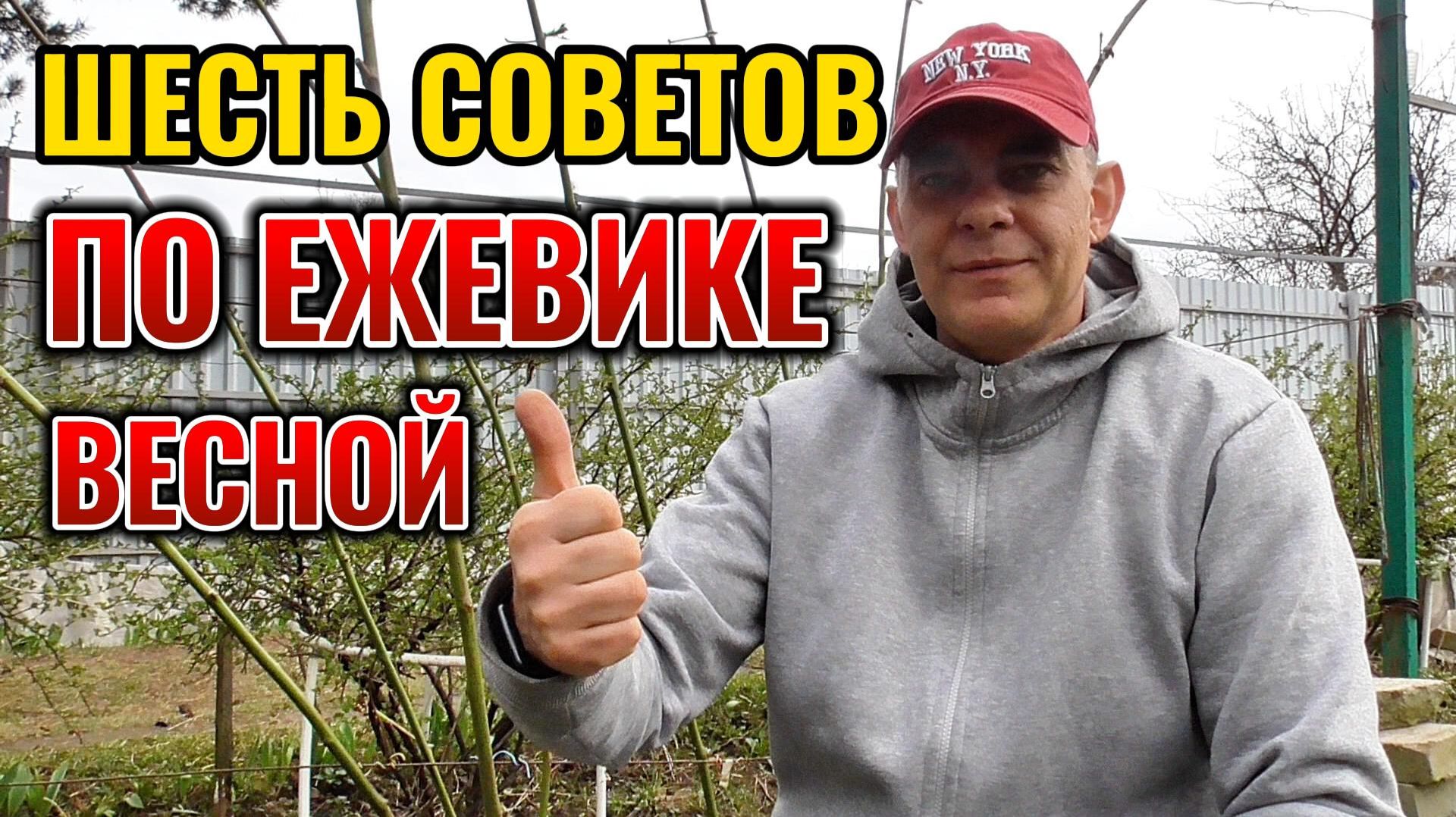 ШЕСТЬ советов по ЕЖЕВИКЕ весной: когда снимать укрытие и что делать дальше 🍇