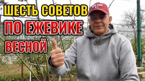 ШЕСТЬ советов по ЕЖЕВИКЕ весной: когда снимать укрытие и что делать дальше 🍇