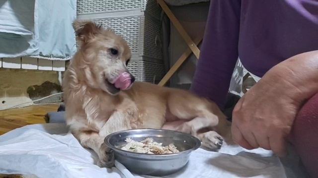 Котлета или курица. Что выберет Снежок после бани?