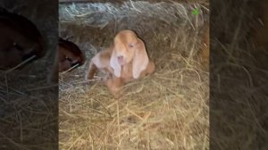 На экоферме родилась тройня: смотрите новую серию проекта «АиФ» «Пушистые истории»