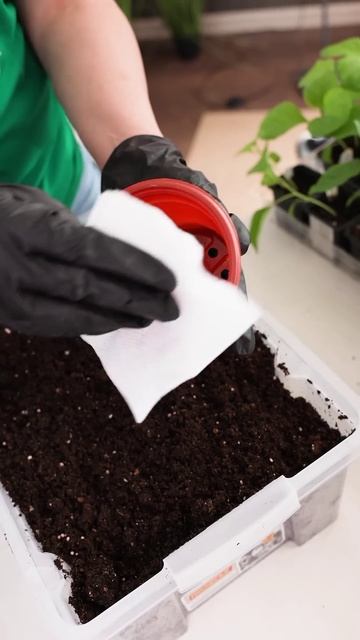 Агрореалити Битва за урожай! Как мы рассаду овощей пересаживали