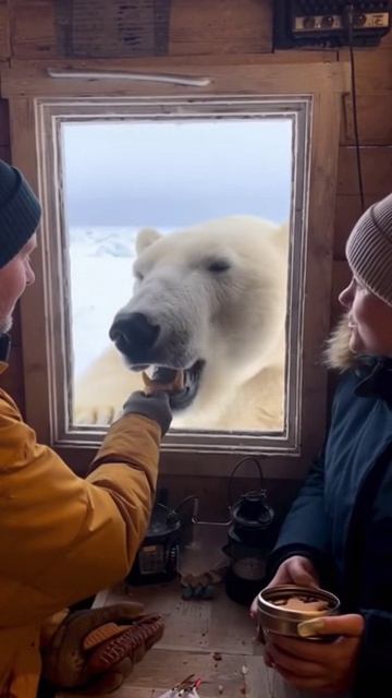 КОРМИМ БЕЛОГО МЕДВЕДЯ ПРЯНИКАМИ нейросеть