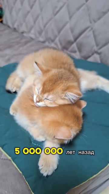 Кото-Факты день 2 Часть 5 cat видосыоткота веселыекоты