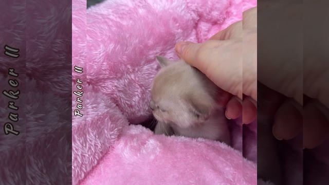 video-output-5255775F-0E93-428C-A117-6ACB171419CA-1