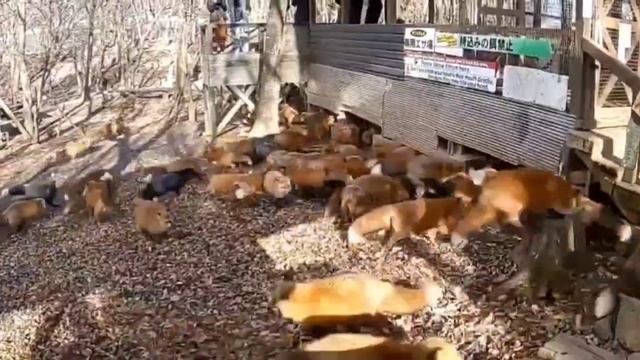 Видео от Красноярская тайга. Фотоловушки