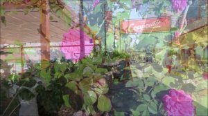 Сочи. Район Мамайка. Отель "Прима Вера". Поездка в Адлер.