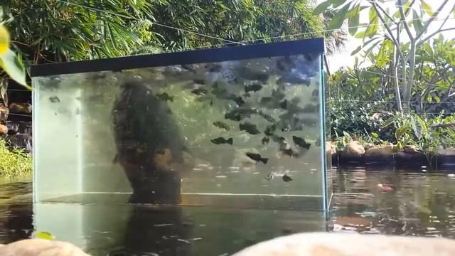 Как отличить жаб и лягушек. Где живут лягушки \ Where do frogs live.