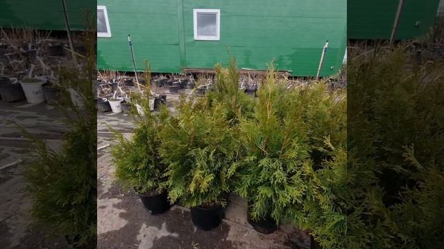 Туи Смарагд по 650р