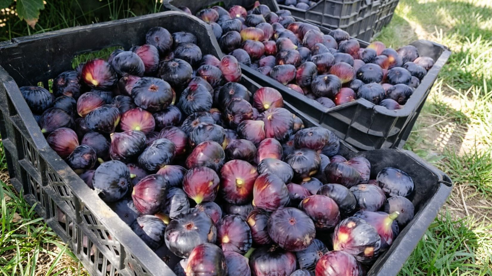 Саженцы инжира — собственное производство. 10 проверенных сортов | Маленькие Сады