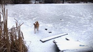 Эдисон Денисов - На пелене застывшего пруда  &фрагменты, incl. ДДТ-Последняя осень, incl. Nazareth-
