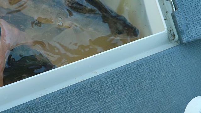 Рыбалка на пол дня.