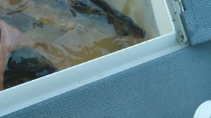 Рыбалка на пол дня.