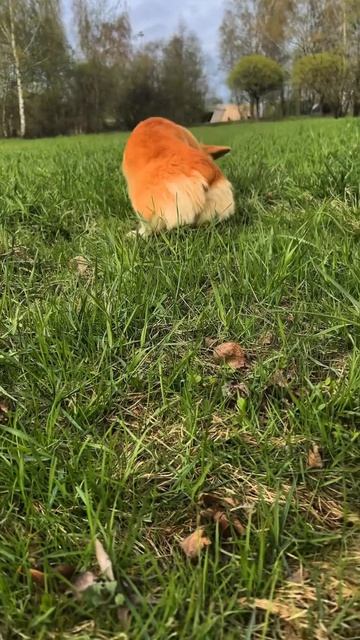 Пушистый Коржик каждый день