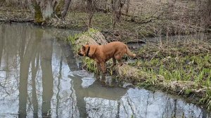 Оживление у моего ручья и совместная прогулка к бобровым плотинам
