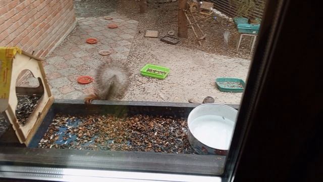 вольные белочки