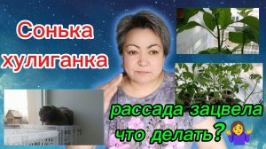 Нервишки держу из последних сил