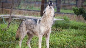 Сбежавшего из зоопарка волка по кличке Ныкку удалось поймать в Южной Корее