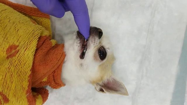 Чистка зубов у собак - малыш Борджио чихуахуа 1600 грамм