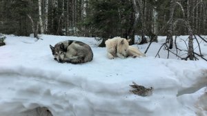 РАЗВЕДКА ОБСТАНОВКИ.