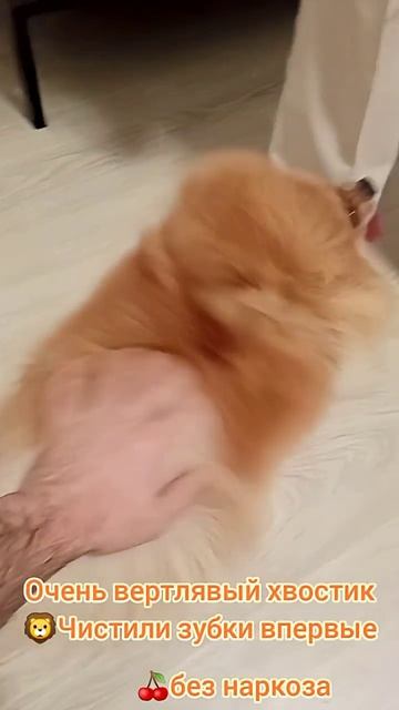 Шпиц, очень вертлявый хвостик 4 года, чистим зубки впервые