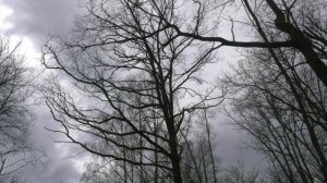 Благодаря дождливой погоде, в Воронежской области пока не введён особый противопожарный режим