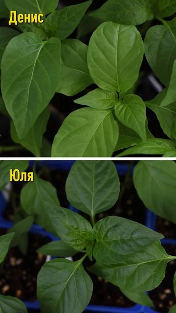 Агрореалити Битва за урожай! Меряемся рассадой: у кого выросла длиннее, а у кого зеленее