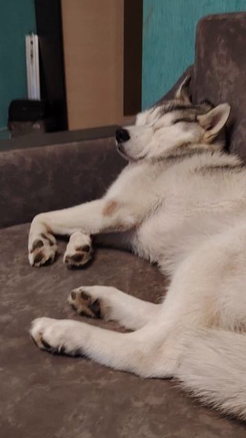 Хаски Джек и Сибиряк Лис