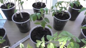 Уход за рассадой помидоров через месяц