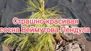 Страшно-красивая сосна Веймутова Пендула