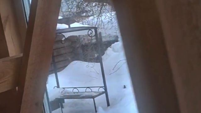 1000056268.mp4 Собака наблюдает за устройством лестницы на 2-ой этаж в доме А-фрейм