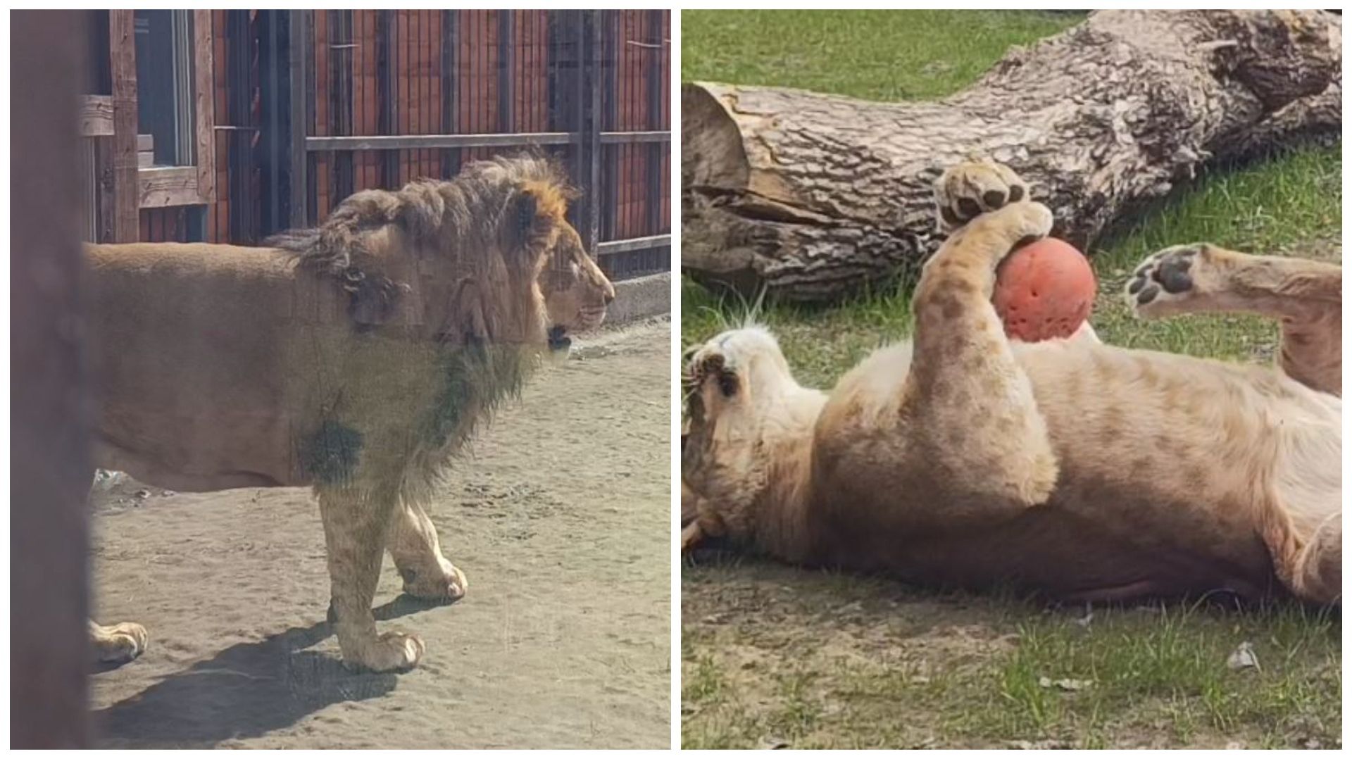 Стремительное развитие взаимоотношений львов Шерхана и Киары. Элегантная месть львицы. Часть 1.