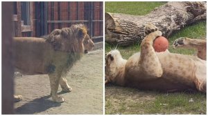 Стремительное развитие взаимоотношений львов Шерхана и Киары. Элегантная месть львицы. Часть 1.