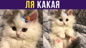 ЛЯ КАКАЯ))) Приколы