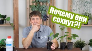 Вот почему сохнут листья томатов!