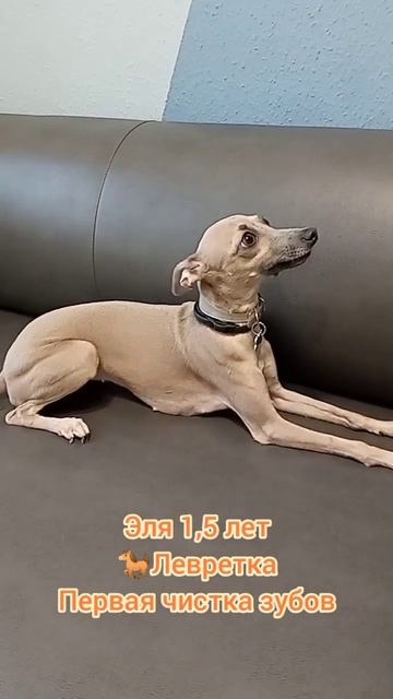 Левретка Эля 1,5 лет, чистили зубки впервые